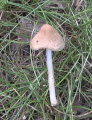 Inocybe margaritispora