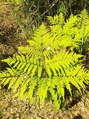 Pteridium pinetorum