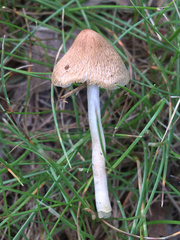 Inocybe margaritispora