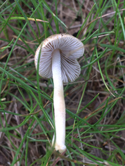 Inocybe margaritispora