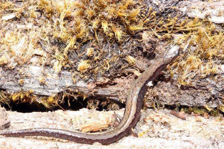 Omiltemi Minute Salamander