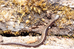 Omiltemi Minute Salamander photo 1
