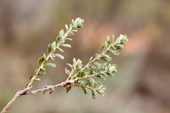Olearia pimeleoides