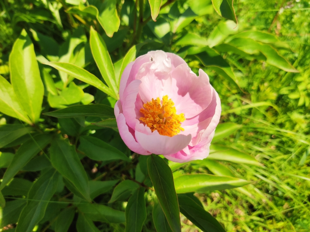 Peony