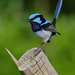 Aves de Percha - Photo (c) Nik Borrow, algunos derechos reservados (CC BY-NC)