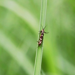 Eretmocera impactella
