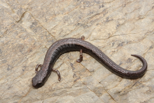 Omiltemi Minute Salamander