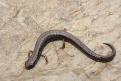 Omiltemi Minute Salamander photo 2
