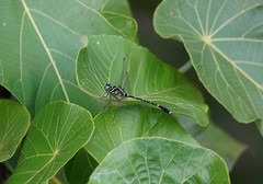 Burmagomphus vermicularis