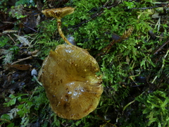Pholiota subflammans