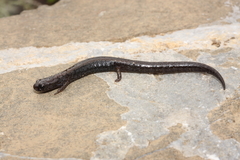 Omiltemi Minute Salamander photo 3