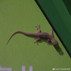 Gehyra mutilata