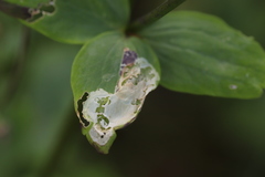Phytomyza aquilegiae group
