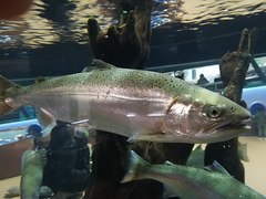 Cherry Salmon photo 2