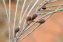 Casuarina pauper