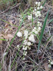Acacia willdenowiana