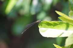 Prodasineura autumnalis
