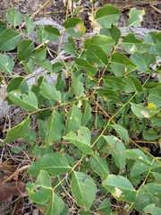 Erythrophleum chlorostachys
