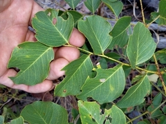 Erythrophleum chlorostachys