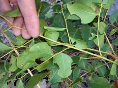 Erythrophleum chlorostachys