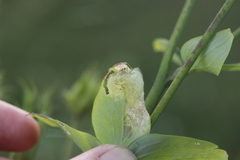 Phytomyza aquilegiae group