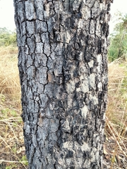 Erythrophleum chlorostachys