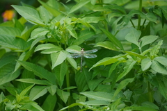 Burmagomphus vermicularis