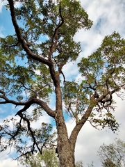 Erythrophleum chlorostachys