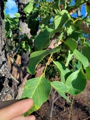 Erythrophleum chlorostachys