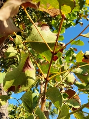 Erythrophleum chlorostachys
