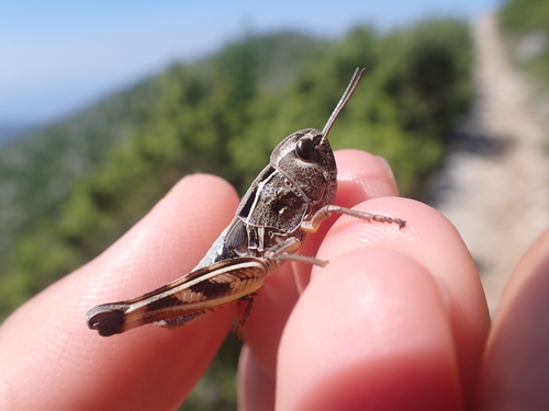 Žarki skakavci (Arcyptera)