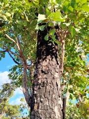 Erythrophleum chlorostachys