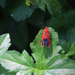 Phauda flammans