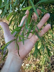 Terminalia grandiflora