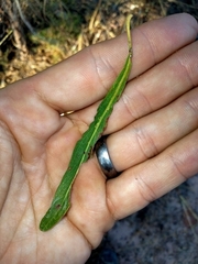 Terminalia grandiflora