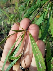 Terminalia grandiflora