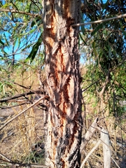 Terminalia grandiflora