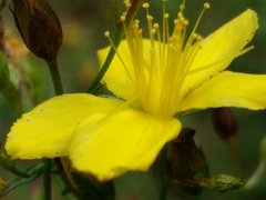 Hypericum linariifolium