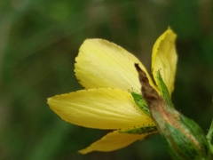 Hypericum linariifolium
