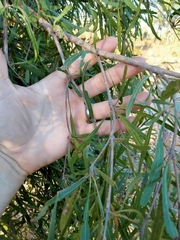 Terminalia grandiflora