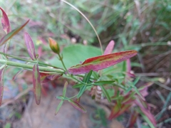 Hypericum linariifolium