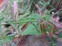 Hypericum linariifolium