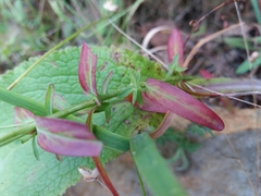 Hypericum linariifolium