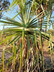 Pandanus spiralis