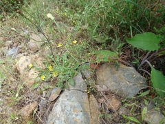 Hypericum linariifolium