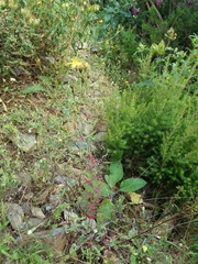 Hypericum linariifolium