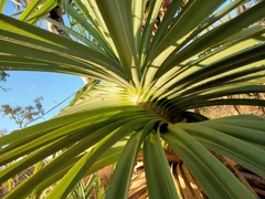 Pandanus spiralis
