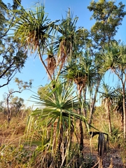 Pandanus spiralis