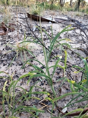 Hibbertia complanata