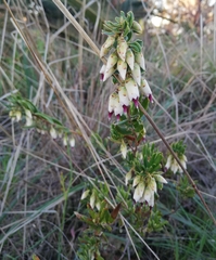 Conostephium pendulum